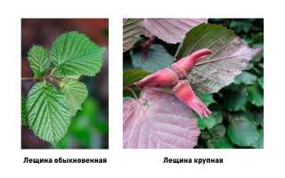 Польза лещины обыкновенной для здоровья и красоты