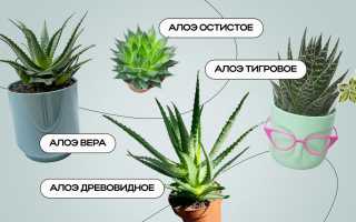 Алоэ Вера — Польза и Применение в Домашних Условиях