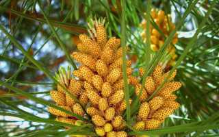 Польза сосновой пыльцы для здоровья человека