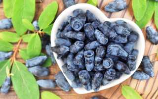 Жимолость — как помочь организму при простуде