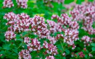 Душица — польза и возможный вред для здоровья