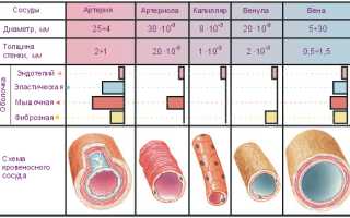 Сосуды человека — виды и функции