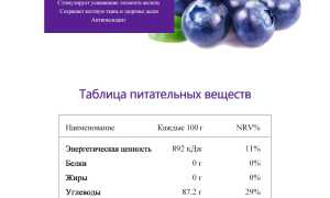 Полезные свойства черники — витамины и микроэлементы