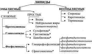 Роль липидов в обеспечении энергетических потребностей организма