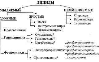 Роль липидов в обеспечении энергетических потребностей организма