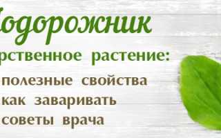 Полезные свойства подорожника для здоровья