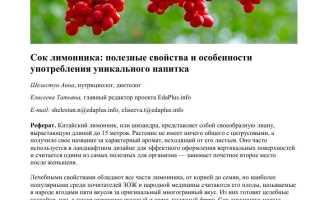 Лимонник — польза и потенциальный вред для здоровья
