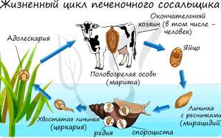 Личинки печеночного сосальщика — опасность для здоровья