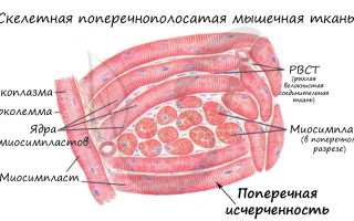 Структура среднего слоя — мышечная ткань и сосуды