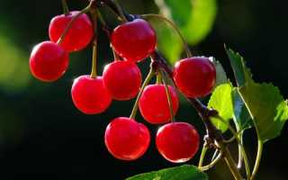 Вишня — Мочегонный Фрукт или Миф?
