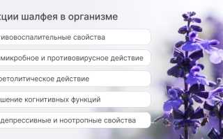 Шалфей — Удивительные свойства и практическое применение