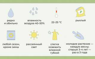 Уход за алоэ — советы и рекомендации