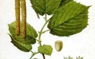 Лечебные свойства лещины — польза для здоровья
