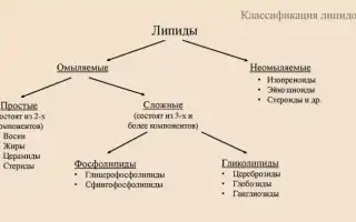 Что такое липиды и почему они важны