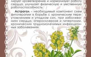Корень астрагала — лечебные свойства и применение