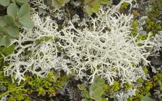 Лечебные свойства цетрарии исландской