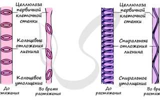 По сосудам — секреты и особенности