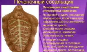 Строение и функции органов печеночного сосальщика