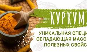 Куркума при бронхите — польза и применение