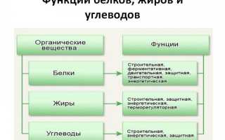 Что не является функцией жиров в организме