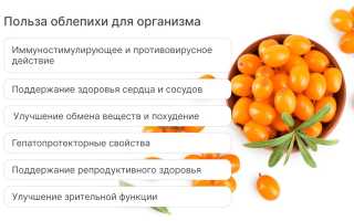 Химический состав облепихи — польза и полезные свойства