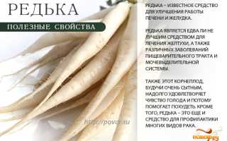 Витамины в черной редьке — польза и состав