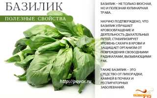 Базилик — польза и вред для здоровья