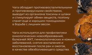 Потрясающие лечебные свойства березовой чаги