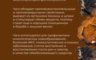 Потрясающие лечебные свойства березовой чаги