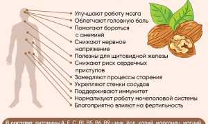 Полезные свойства грецких орехов для здоровья