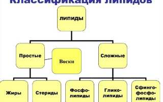 Важные функции липидов в организме и примеры их действия