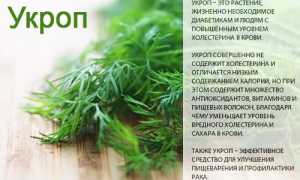 Микроэлементы в укропе — польза для здоровья