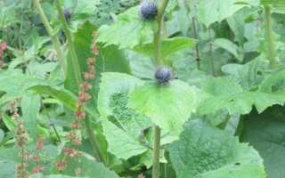 Кыст аль хинди — трава, которая помогает