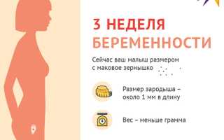 Живот на 3 неделе беременности — признаки и изменения