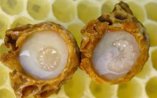 Пчелиное маточное молочко — польза и применение