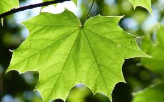 Польза клена для здоровья и природы