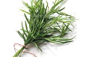 Состав и польза эстрагона для здоровья