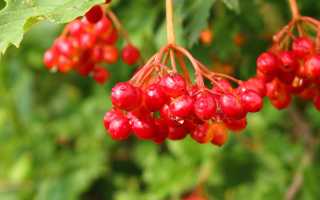 Калина — Польза и Ограничения Ягоды