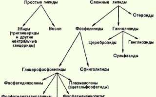 Липиды — Что не относится к структурным?