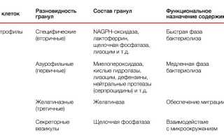 Повышенный уровень гранулоцитов и фагоцитоз — причины и последствия