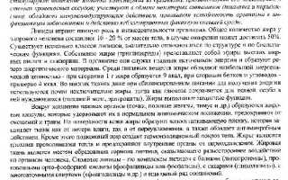 Роль липидов в функционировании организма человека