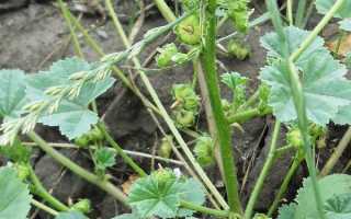 Просвирник — Польза и Вред для Здоровья