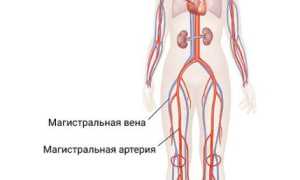 Магистральные сосуды — строение и функции