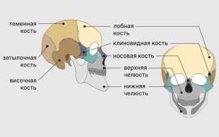Перелом основания черепа у детей — последствия и лечение