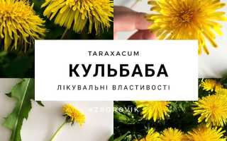Одуванчик — Незаменимый помощник для здоровья