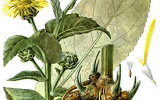 Корень девясила — фото и полезные свойства