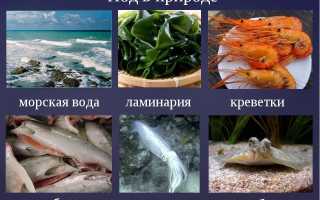 Ламинария — Источник Йода в Природе