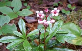Зимолюбка — Показания к Использованию
