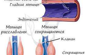 Клапаны в сосудах — где их больше всего?