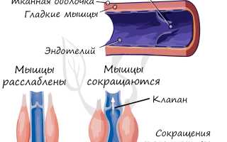 Клапаны в сосудах — где их больше всего?